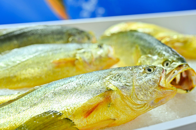 JYW_3011_Jfoto_20250613_690621379